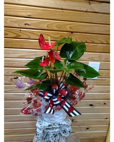 Red Anthurium Blooming Plant Plant