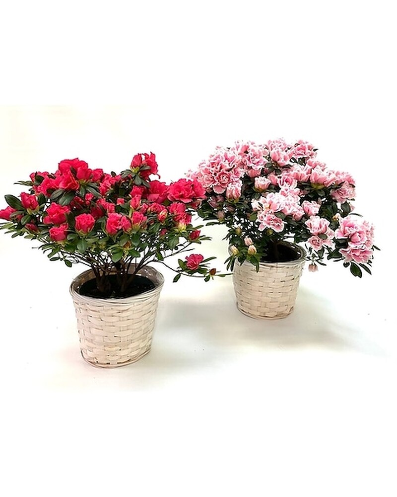 Sympathy Plants Delivery Chico CA - Flowers By Rachelle
