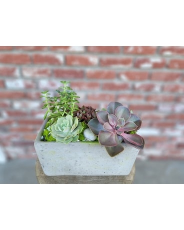 Succulent Garden Plant