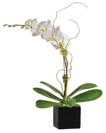 Blissful White Orchid Plant