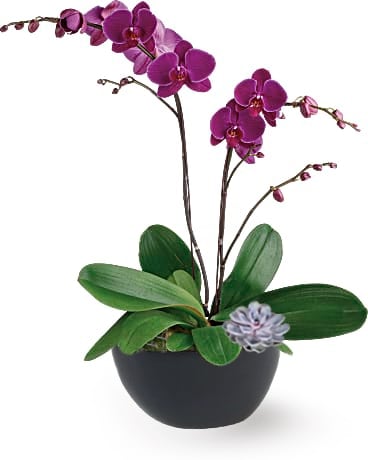 Purple Phalaenopsis Orchid Plant