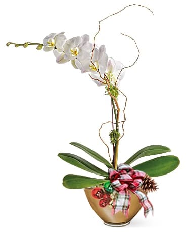 Festive Holiday Orchid Flower Arrangement