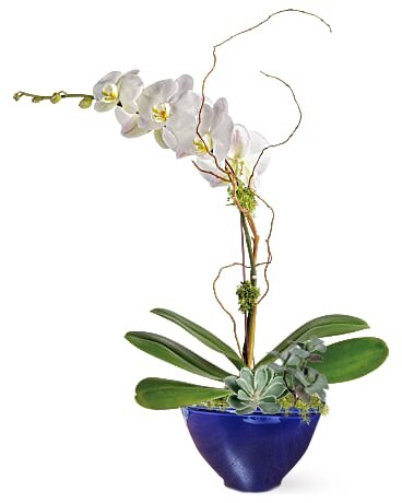 Peace & Light Hanukkah Orchid Flower Arrangement