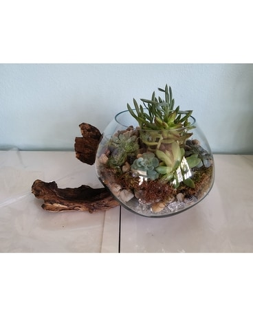 Succulent Terrarium in Hand Blown Vase Dish Garden Plant