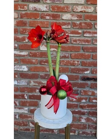 Festive Amaryllis Plant Plant