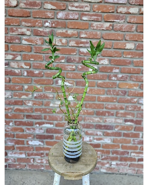 Lucky Bamboo Plant in Woodland Hills CA - Woodland Warner Flowers
