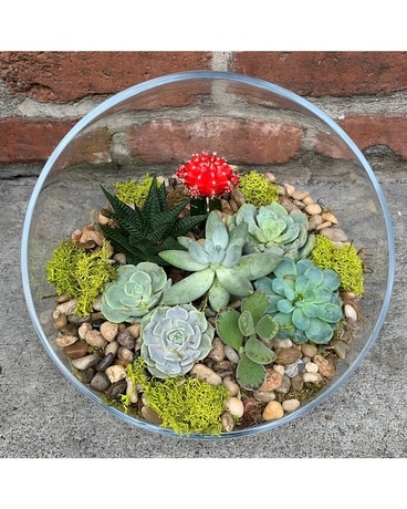 Cactus and Succulent Glass Garden Dish Garden Plant