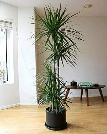 Dragon Dracaena Flower Arrangement