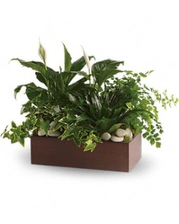 Teleflora's Quiet Expressions Flower Arrangement