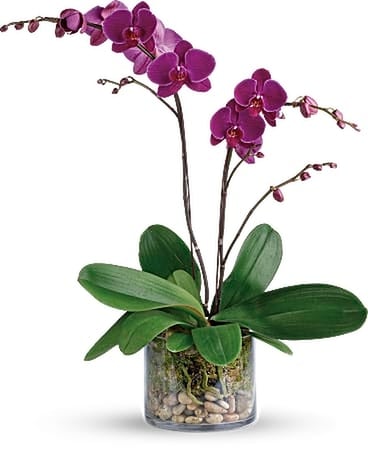 Glorious Gratitude Orchid Flower Arrangement