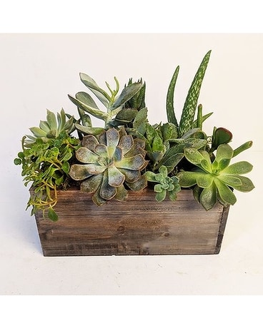 Succulent Box Deluxe Flower Arrangement