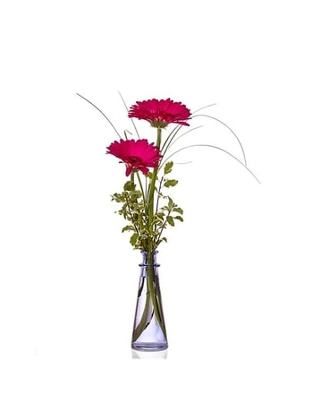 Gerbera Budvase Flower Arrangement