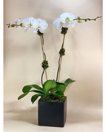 Double White Orchid Flower Arrangement