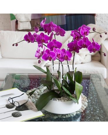 Large Lavender Orchid Flower Arrangement