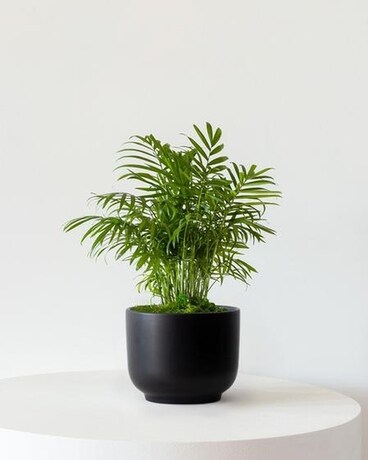 Palm Plant Flower Arrangement