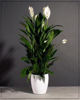 Premium Peace Lily Flower Arrangement