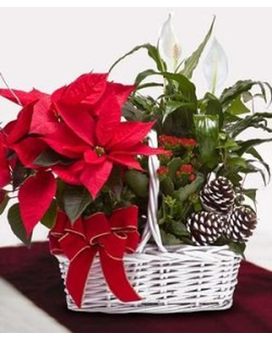 Red Poinsettia Garden Flower Arrangement