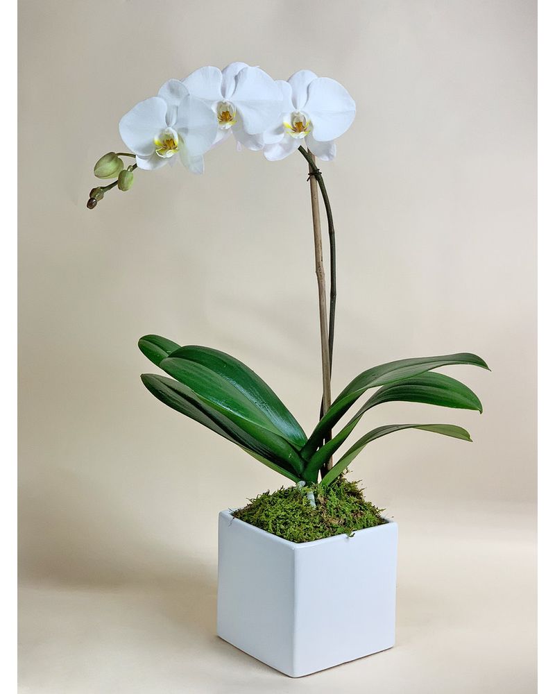 オーキッドキュー White Orchid Cube in Campbell CA - Citti's Florists