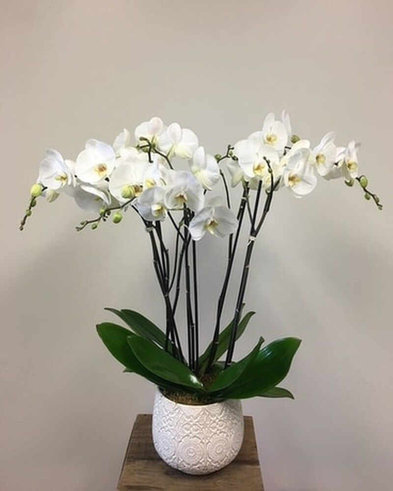 skuDE-748236-A.jpg?1758750452363