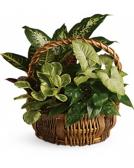 Emerald Garden Basket Flower Arrangement