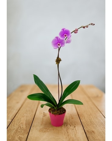 Orchid Plant Plant