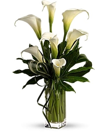 My Fair Lady (In Assorted Colors) in Orlando FL - Colonial Florist