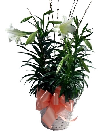 Easter Lilly
