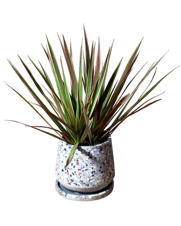 Tri Color Dracaena Plant
