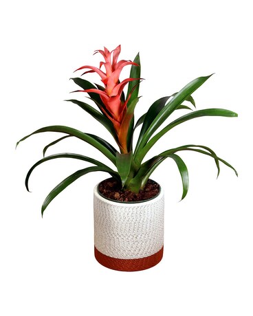 Bromeliad Plant