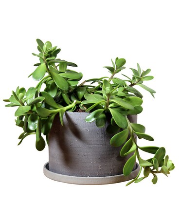 Trailing Jade Plant