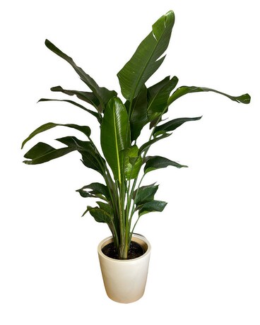 Bird of Paradise - 5' Tall Plant