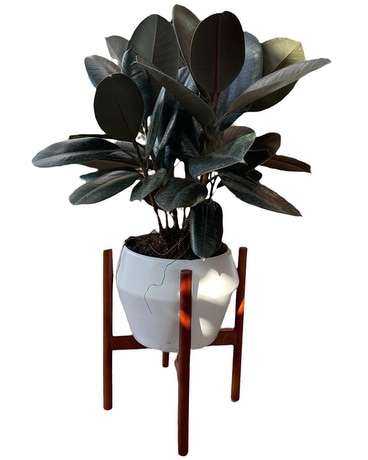 Modern Classic Plant