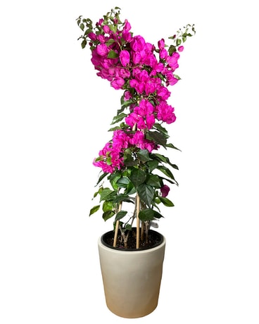 Bougainvellia Plant