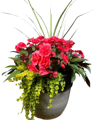 Begonia Combo Porch Pot Plant