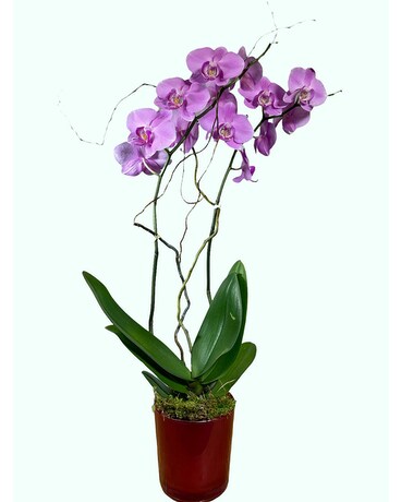Regal Pink Orchid Plant