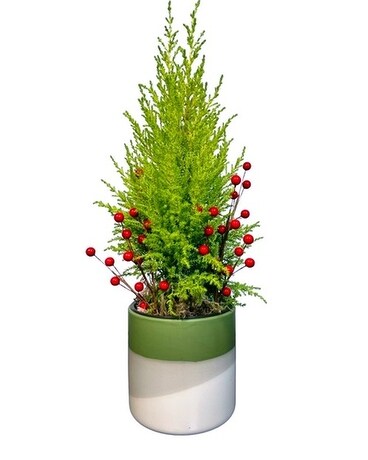 Lemon Cypress Plant