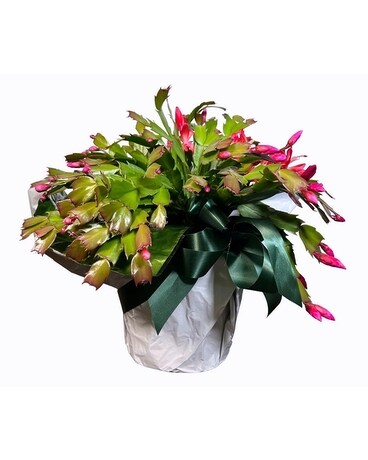 Christmas Cactus Plant