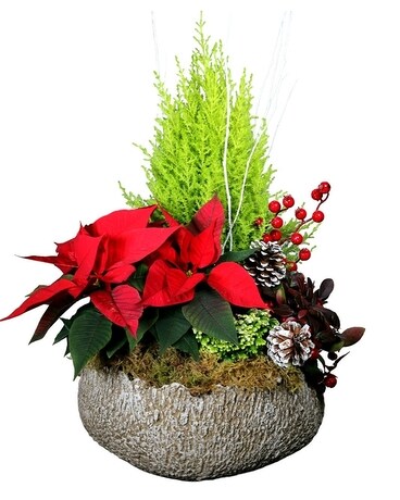 Winter Forest Garden Plant