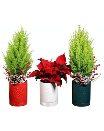 Miniature Christmas Plant Collection Plant