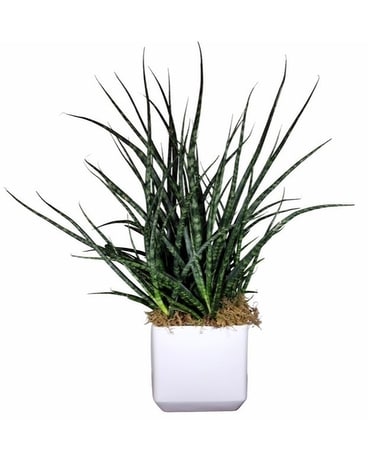 Fernwood Sansevieria - 8