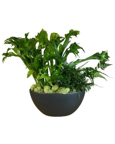 Fern Garden Plant