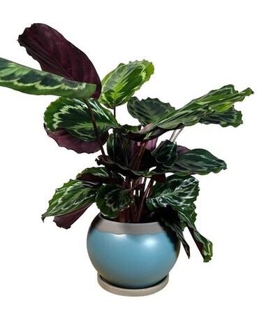 Calathea Plant