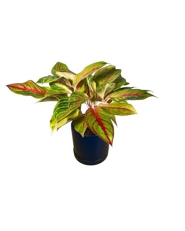 Aglaonema - Golden Favorite Plant