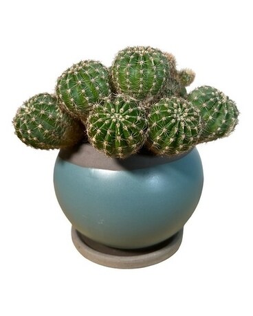 Cute Cactus Plant