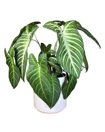 Caladium Plant
