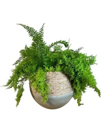 Cotton Candy Fern Plant