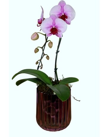 Mini Waterfall Orchid Flower Arrangement