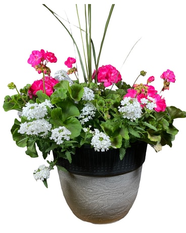 Patio Pot Plant