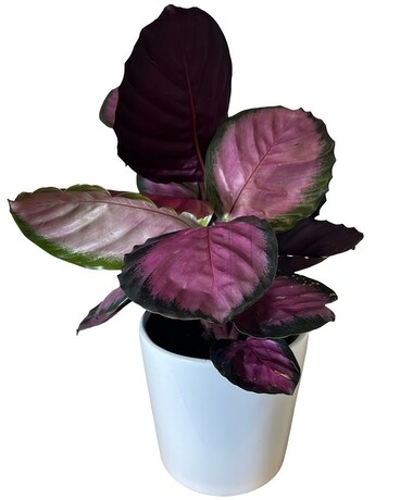 Calathea Ruby Plant