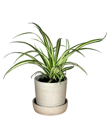 Green Plants - Small Delivery St. Clair Shores MI - Conner Park